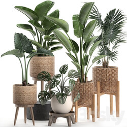 Plant Collection 574. Indoor Plants Banana Strelitzia Basket Rattan Palm Hovea Monstera Alocasia Scandinavian Style Nature Decor Howea forsteriana 3D Models 