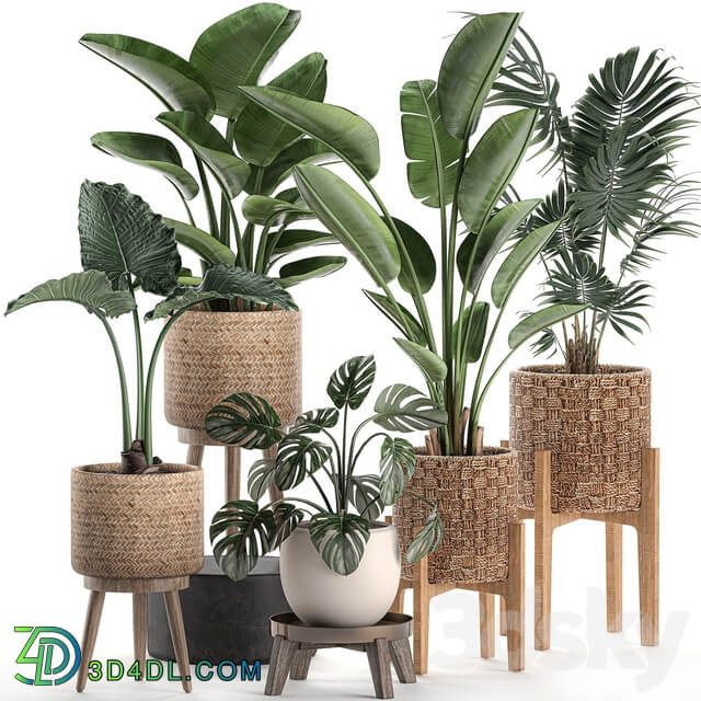 Plant Collection 574. Indoor Plants Banana Strelitzia Basket Rattan Palm Hovea Monstera Alocasia Scandinavian Style Nature Decor Howea forsteriana 3D Models
