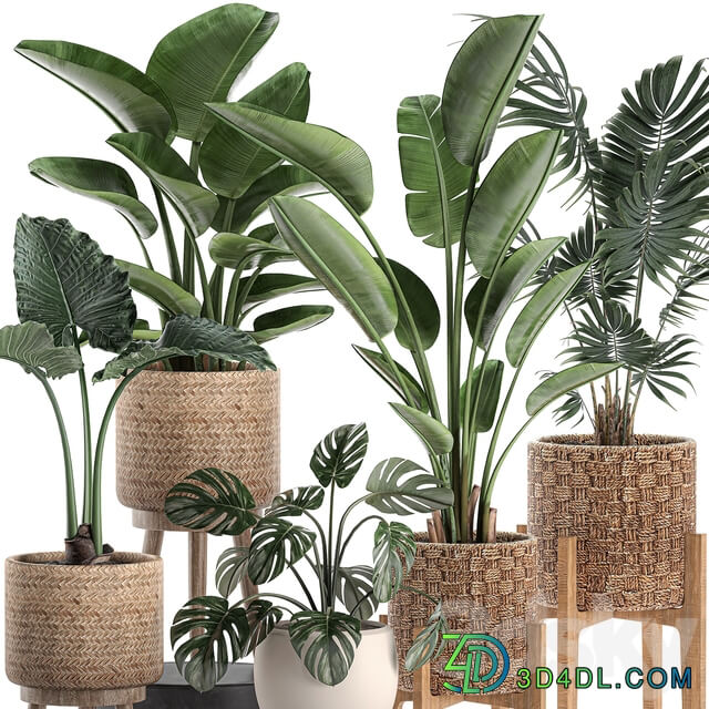 Plant Collection 574. Indoor Plants Banana Strelitzia Basket Rattan Palm Hovea Monstera Alocasia Scandinavian Style Nature Decor Howea forsteriana 3D Models