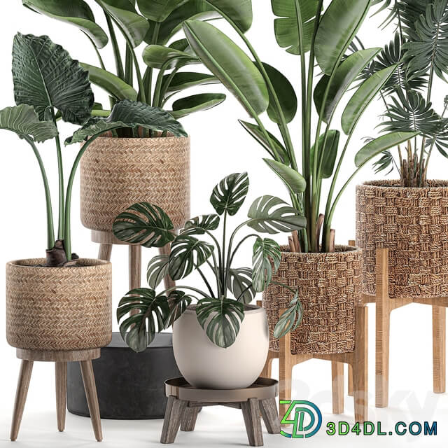Plant Collection 574. Indoor Plants Banana Strelitzia Basket Rattan Palm Hovea Monstera Alocasia Scandinavian Style Nature Decor Howea forsteriana 3D Models