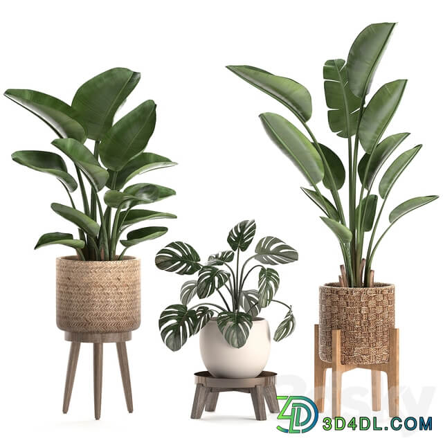 Plant Collection 574. Indoor Plants Banana Strelitzia Basket Rattan Palm Hovea Monstera Alocasia Scandinavian Style Nature Decor Howea forsteriana 3D Models