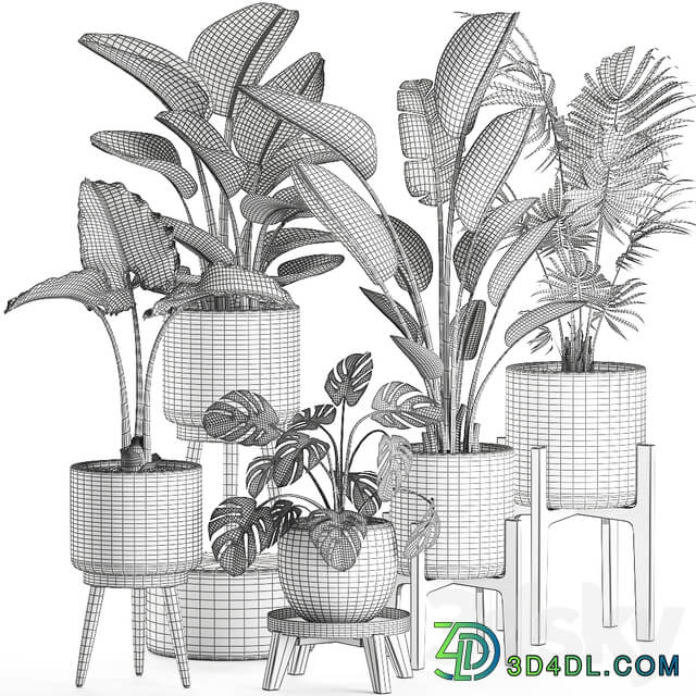 Plant Collection 574. Indoor Plants Banana Strelitzia Basket Rattan Palm Hovea Monstera Alocasia Scandinavian Style Nature Decor Howea forsteriana 3D Models