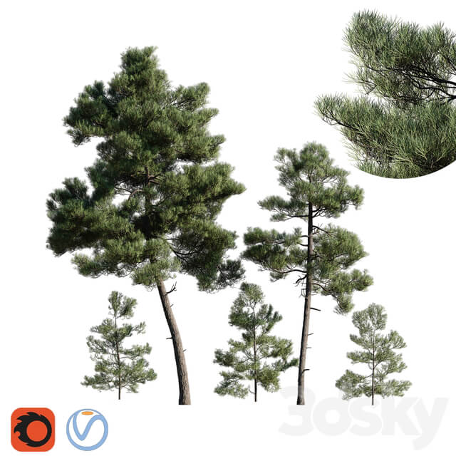 Turkish Pine Calabrian Pinus brutia Set