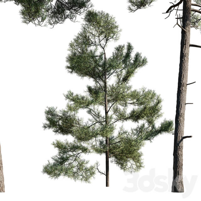 Turkish Pine Calabrian Pinus brutia Set