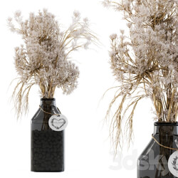 Dry plants 09 