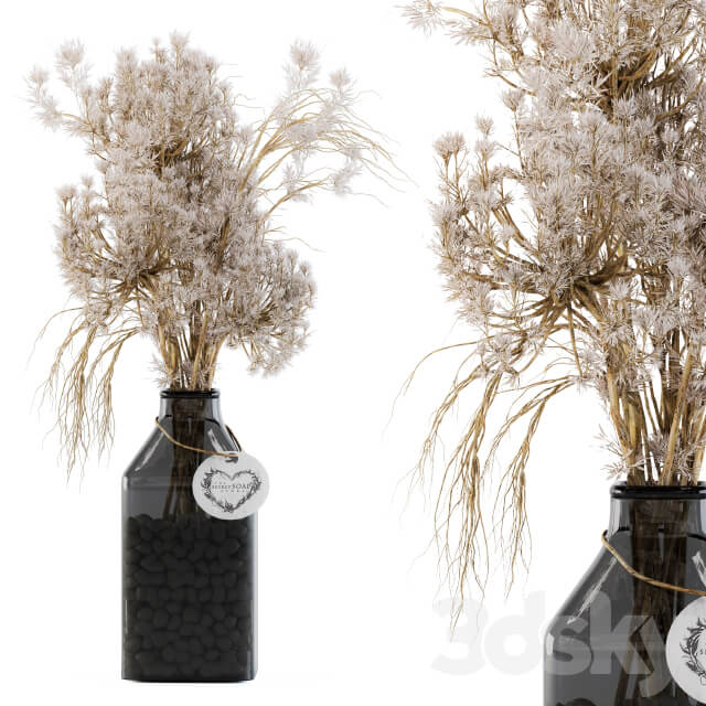 Dry plants 09