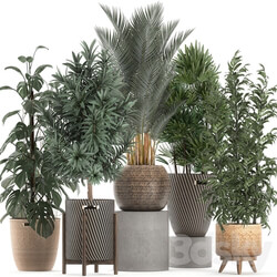 Collection of plants 632. Basket rattan Monstera bamboo palm tree rapis Dracaena indoor plants thickets eco design Raphis Palm Howea forsteriana 3D Models 