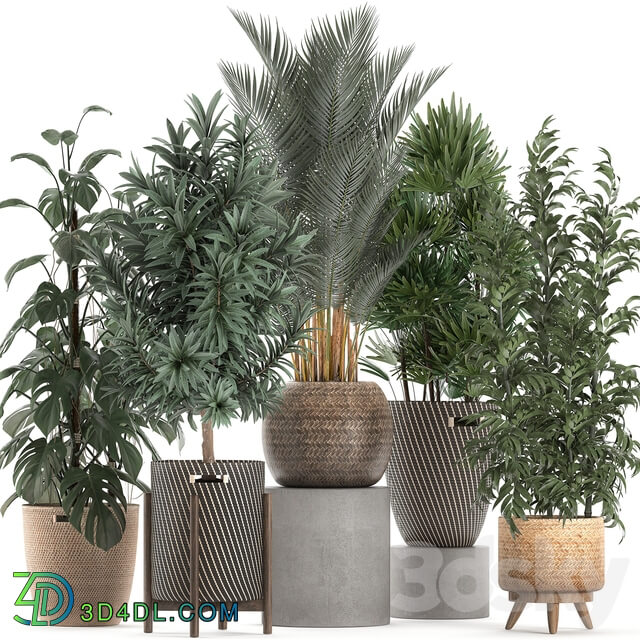 Collection of plants 632. Basket rattan Monstera bamboo palm tree rapis Dracaena indoor plants thickets eco design Raphis Palm Howea forsteriana 3D Models