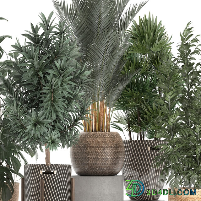 Collection of plants 632. Basket rattan Monstera bamboo palm tree rapis Dracaena indoor plants thickets eco design Raphis Palm Howea forsteriana 3D Models