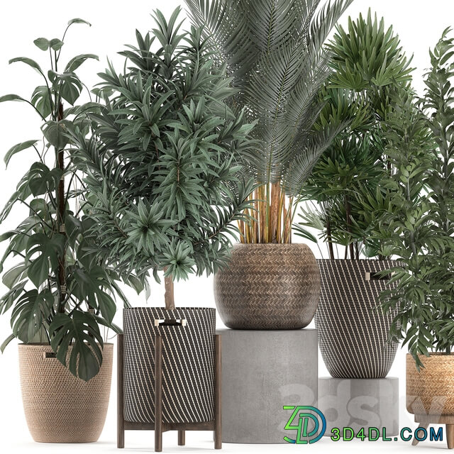 Collection of plants 632. Basket rattan Monstera bamboo palm tree rapis Dracaena indoor plants thickets eco design Raphis Palm Howea forsteriana 3D Models