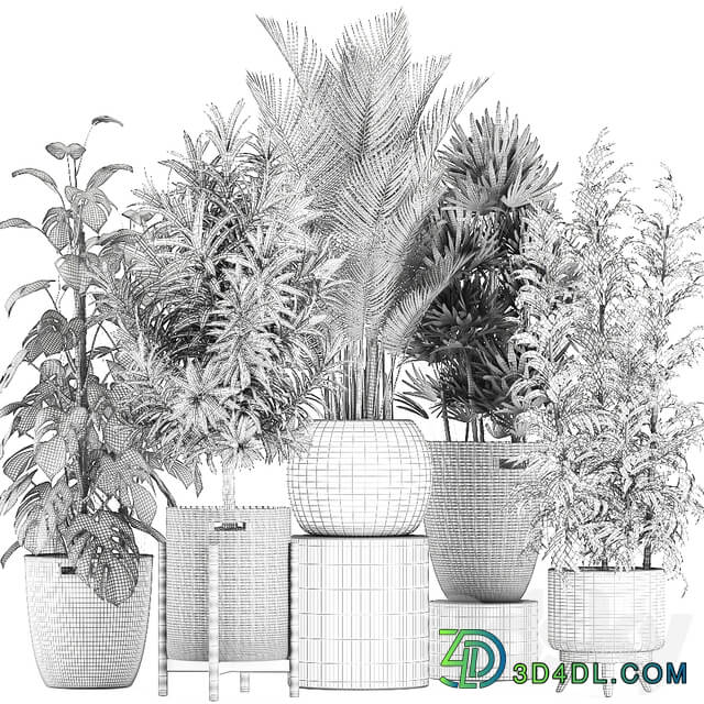 Collection of plants 632. Basket rattan Monstera bamboo palm tree rapis Dracaena indoor plants thickets eco design Raphis Palm Howea forsteriana 3D Models