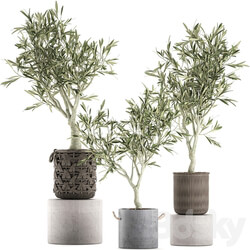 Plant collection Olive tree 643. Olive houseplant flowerpot basket rattan wicker outdoor eco design landscape design 3D Models 
