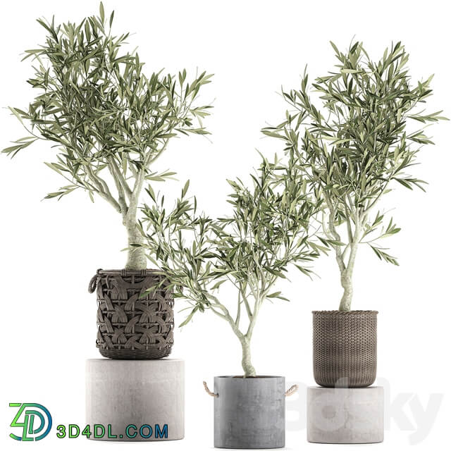 Plant collection Olive tree 643. Olive houseplant flowerpot basket rattan wicker outdoor eco design landscape design 3D Models