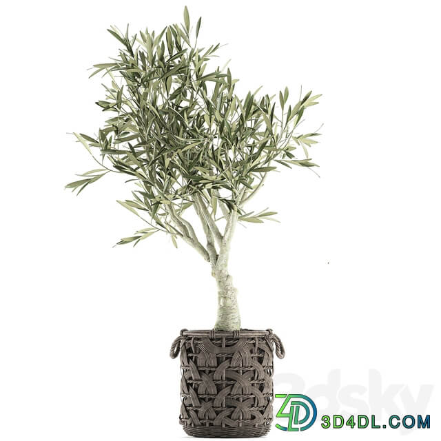 Plant collection Olive tree 643. Olive houseplant flowerpot basket rattan wicker outdoor eco design landscape design 3D Models