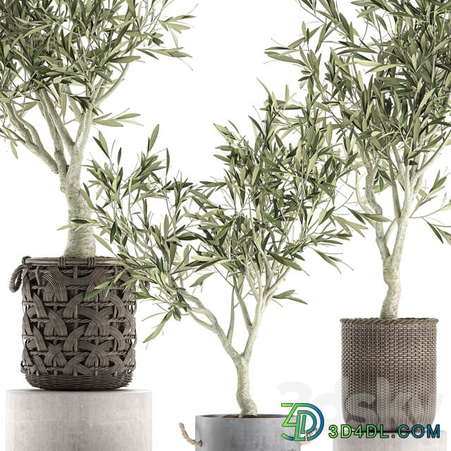Plant collection Olive tree 643. Olive houseplant flowerpot basket rattan wicker outdoor eco design landscape design 3D Models