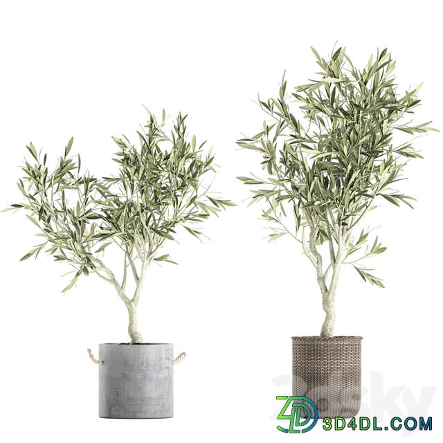 Plant collection Olive tree 643. Olive houseplant flowerpot basket rattan wicker outdoor eco design landscape design 3D Models
