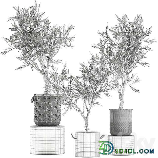 Plant collection Olive tree 643. Olive houseplant flowerpot basket rattan wicker outdoor eco design landscape design 3D Models