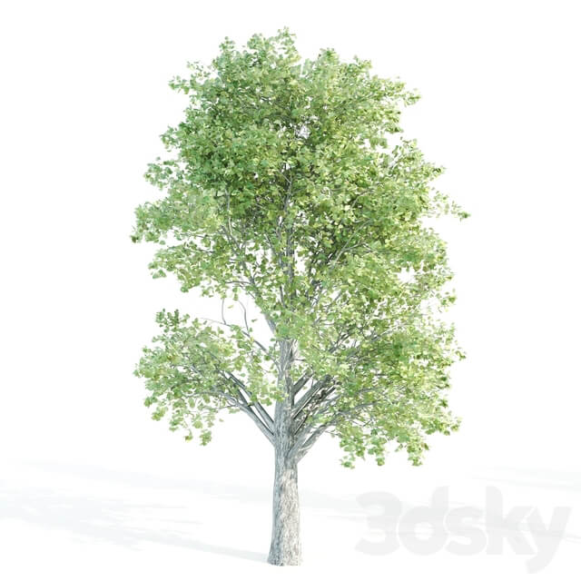 set of tree05