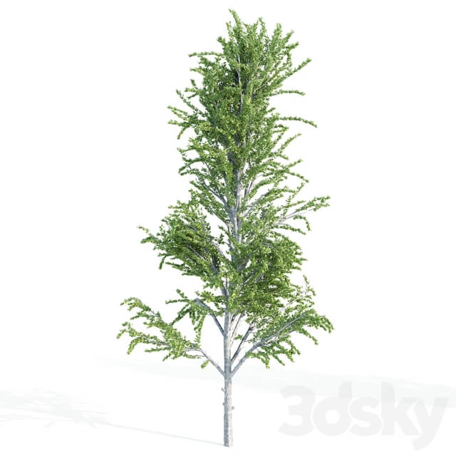 set of tree05