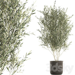 Plant collection 651. Olive tree basket rattan decorative small tree indoor wicker interior eco design 3D Models 