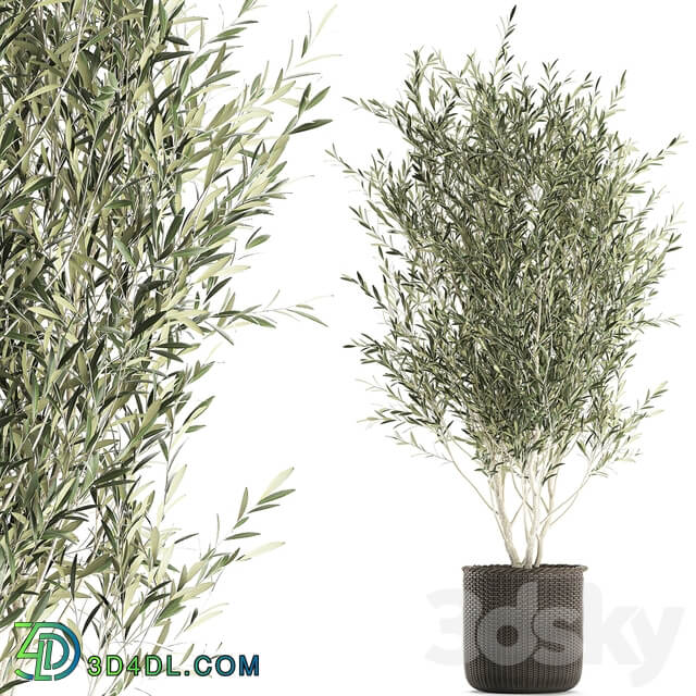 Plant collection 651. Olive tree basket rattan decorative small tree indoor wicker interior eco design 3D Models