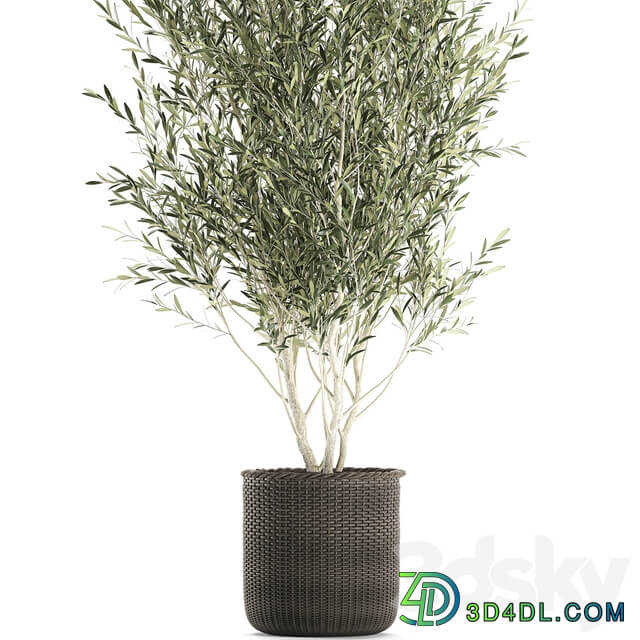 Plant collection 651. Olive tree basket rattan decorative small tree indoor wicker interior eco design 3D Models