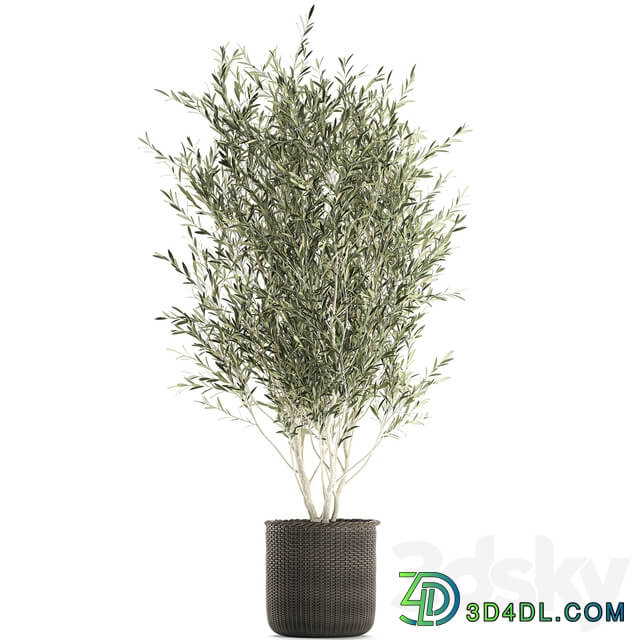 Plant collection 651. Olive tree basket rattan decorative small tree indoor wicker interior eco design 3D Models
