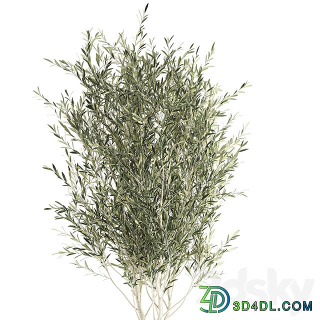 Plant collection 651. Olive tree basket rattan decorative small tree indoor wicker interior eco design 3D Models