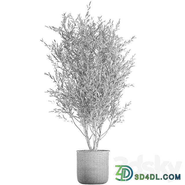 Plant collection 651. Olive tree basket rattan decorative small tree indoor wicker interior eco design 3D Models