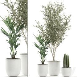 Indoor plant 652. Oliva white pot tree palm tree Sansevieria cylindrica ornamental tree tree interior scandinavian style small tree Howea forsteriana 3D Models 