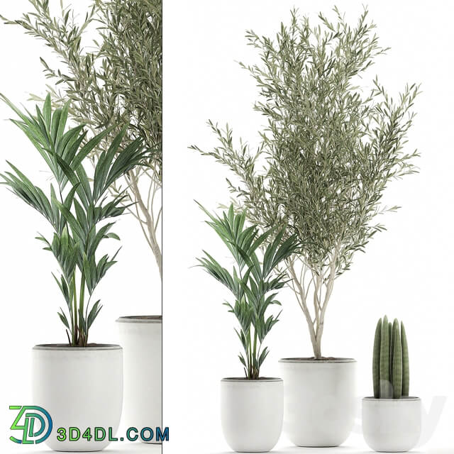 Indoor plant 652. Oliva white pot tree palm tree Sansevieria cylindrica ornamental tree tree interior scandinavian style small tree Howea forsteriana 3D Models