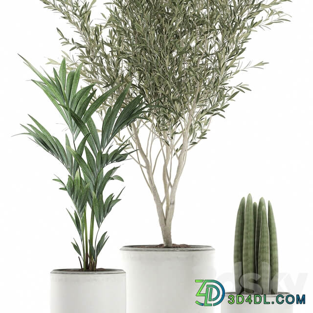 Indoor plant 652. Oliva white pot tree palm tree Sansevieria cylindrica ornamental tree tree interior scandinavian style small tree Howea forsteriana 3D Models
