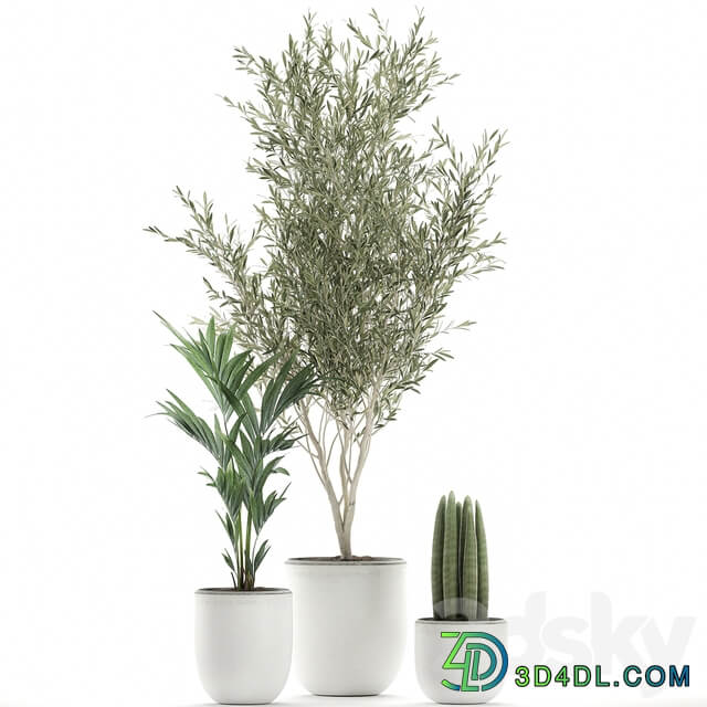 Indoor plant 652. Oliva white pot tree palm tree Sansevieria cylindrica ornamental tree tree interior scandinavian style small tree Howea forsteriana 3D Models