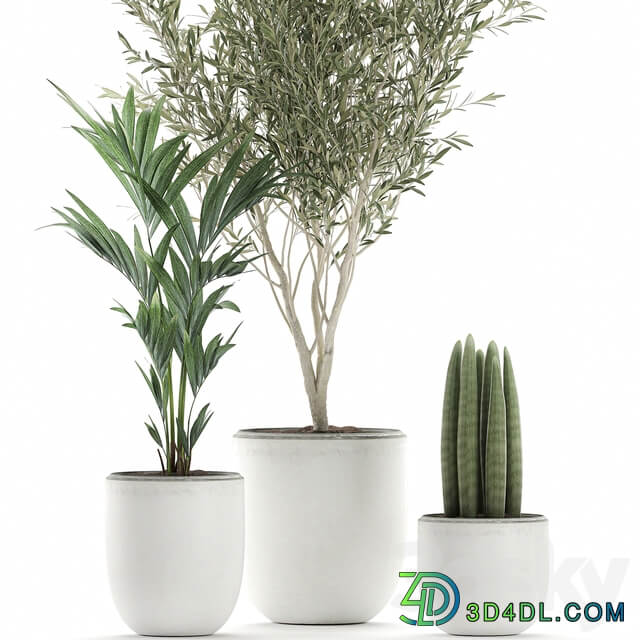 Indoor plant 652. Oliva white pot tree palm tree Sansevieria cylindrica ornamental tree tree interior scandinavian style small tree Howea forsteriana 3D Models