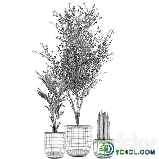 Indoor plant 652. Oliva white pot tree palm tree Sansevieria cylindrica ornamental tree tree interior scandinavian style small tree Howea forsteriana 3D Models
