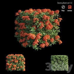 Ixora plant set 12 