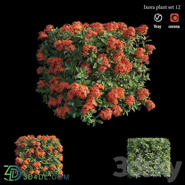 Ixora plant set 12