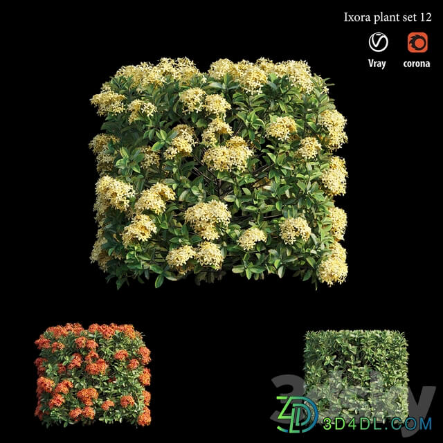 Ixora plant set 12