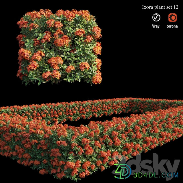 Ixora plant set 12