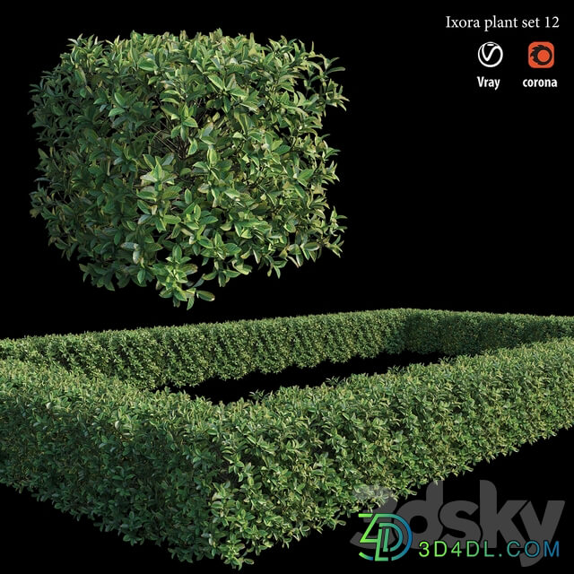 Ixora plant set 12