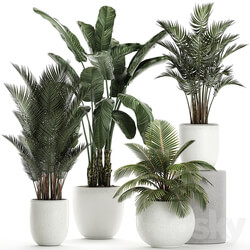 Plant collection 674. White pot flowerpot banana palm howea coconut tree set strelitzia Scandinavian style 3D Models 