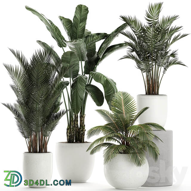 Plant collection 674. White pot flowerpot banana palm howea coconut tree set strelitzia Scandinavian style 3D Models