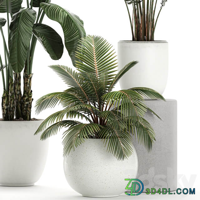 Plant collection 674. White pot flowerpot banana palm howea coconut tree set strelitzia Scandinavian style 3D Models