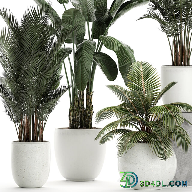 Plant collection 674. White pot flowerpot banana palm howea coconut tree set strelitzia Scandinavian style 3D Models