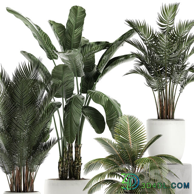 Plant collection 674. White pot flowerpot banana palm howea coconut tree set strelitzia Scandinavian style 3D Models