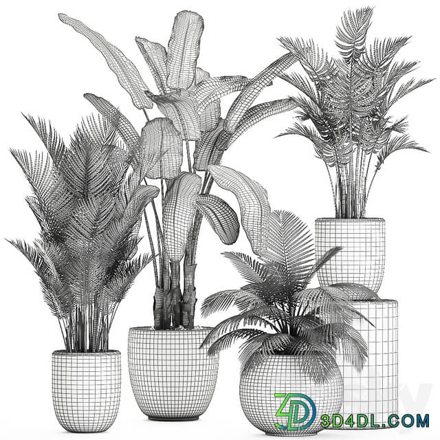 Plant collection 674. White pot flowerpot banana palm howea coconut tree set strelitzia Scandinavian style 3D Models