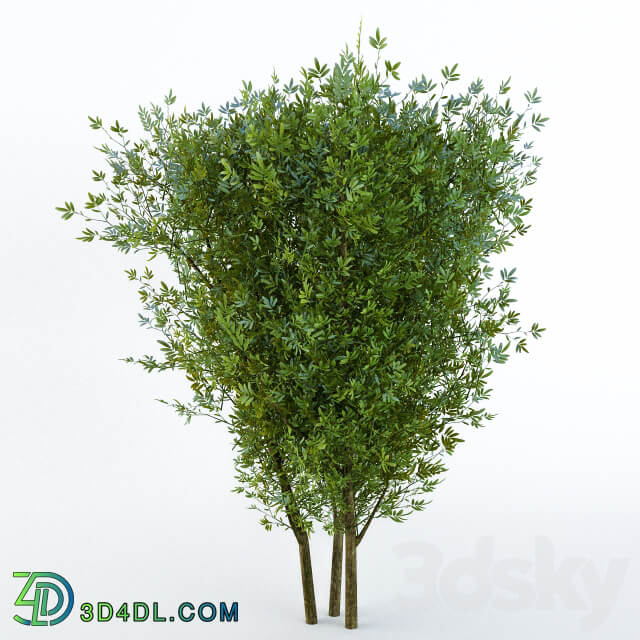 3D Models
