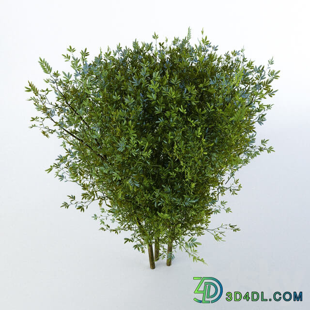 3D Models