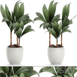 Plant Cocos nucifera 679. Mini coconut tree white pot flowerpot Scandinavian style tropical exotic 3D Models 