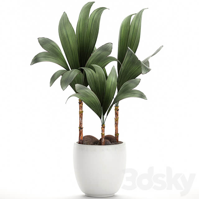 Plant Cocos nucifera 679. Mini coconut tree white pot flowerpot Scandinavian style tropical exotic 3D Models